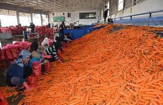 Havucun tarladan sofraya zahmetli yolculuğu