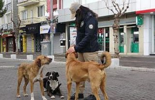 HAYDİ polisleri kısıtlamada sokak hayvanlarını...