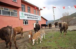 Hayvan Oteli’ne büyük ilgi