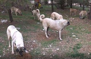 Hayvan severler sokak hayvanlarını kısıtlamada...