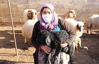 Hayvanları çalınan kadının gözyaşları