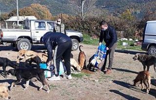 Hayvanseverler çöplükteki aç hayvanlara duyarsız...