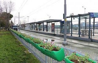 Hercai menekşeler tramvay duraklarına renk getirdi