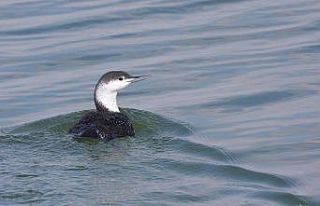 Hersek Lagünü’nde yeni bir nadir kuş