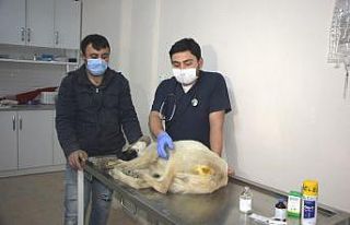 Hisarcık’ta yaralı köpeğe belediye ekipleri...