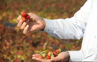 Hüyük, İç Anadolu’da organik çilek üretiminin...