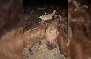 Iğdır’da çalınan 80 küçükbaş hayvan Jandarmanın...