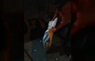 Iğdır’da çuval içinde çöpe atılan kedi son...