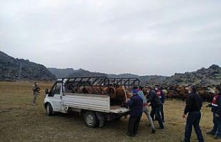 Iğdır’da hayvan hırsızlığı: 2 gözaltı