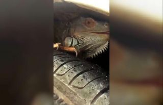 İguana’nın inadı