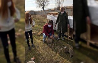 İl Tarım ve Orman Müdürlüğü sokak hayvanlarını...