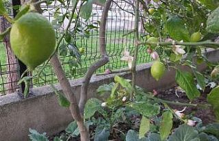 Ilık havaya aldanan limon ağaçları çiçek açtı