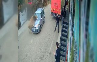 İnek karşı yönden gelen otomobille kafa kafaya...