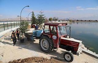 İskele sahil kordonunda peyzaj çalışması