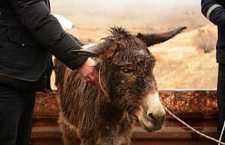 İşkence gören eşek, İzmir’deki çiftliğe gönderilecek