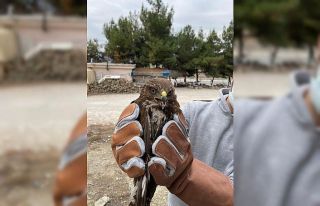 İşletme sahibinin sahip çıktığı yaralı şahin...