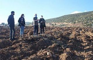 Isparta’da 500 bin lavanta fidanı toprakla buluşuyor