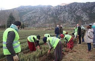 Isparta’da bu yıl 42 türde 6 milyon 500 bin adet...