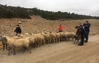 Isparta’da çalınan koyunları Jandarma buldu