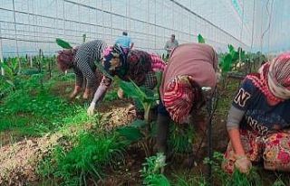 İşsiz kalan turizm sektörü çalışanlarına tarım...