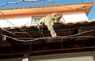 İzmir’de başı boş gezen maymun görenleri şaşırttı