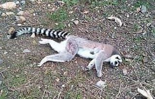 İzmir’de ormanlık alanda ölü lemur bulundu