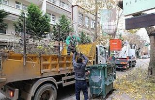 İzmit’te budama çalışmaları devam ediyor