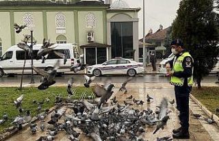 Jandarma aç kalan güvercinleri besledi