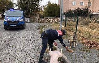 Jandarma, kısıtlama da sessiz dostlarını beslemeyi...