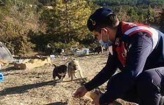 Jandarmadan sokak hayvanlarına yiyecek
