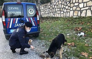 Jandarmanın can dostlara merhameti gönülleri fethetti