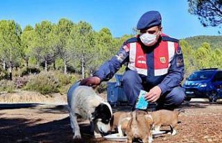 Jandarma’nın hayvan hassasiyeti