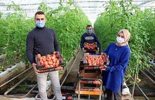 Jeotermal serada yılda bin ton domates üretiliyor