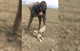 Kafasına plastik şişe sıkışan köpeği DKMP...