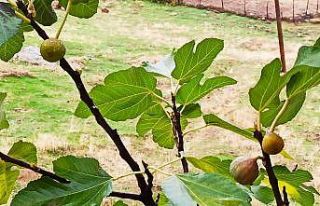 Kahramanmaraş’ta incir ağacı aralık ayında...