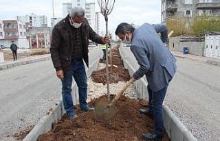 Kahta’da yeşillendirme çalışmaları devam ediyor
