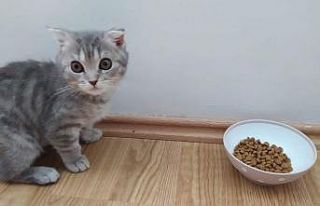 Kalitesiz mamalar kedi ve köpekleri sakat bırakıyor