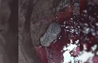 Kanalizasyon çukuruna düştü, yardımına itfaiye...