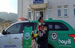 Kanatları kırık kızıl şahine jandarma şefkati