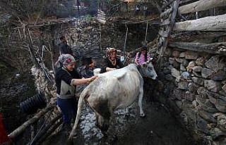 Kara kazanda sular bu kez ‘inekler’ için ısıtıldı