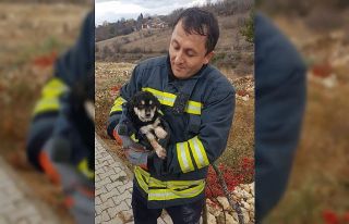 Karabük’te dereye düşen kedi ve yavru köpeği...