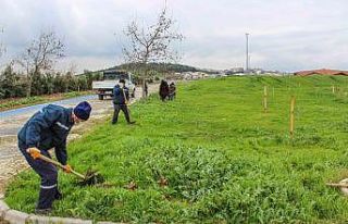 Karacabey’de binlerce fidan toprakla buluşuyor