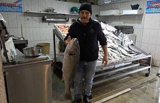 Karadeniz’de Kötek bereketi