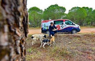 Karesi’den sokak hayvanlarına şefkat eli