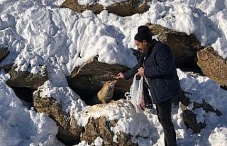 Karla mücadele ekibi aç tilkinin karnını duyurdu