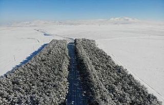 Kars’ta bozkırın ortasındaki vaha havadan görüntülendi