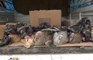 Kars’ta yılbaşı hindilerine battaniyeli önlem