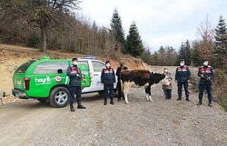 Kayadan düşerek yaralanan büyükbaş hayvanı,...