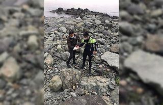 Kayaların arasına sıkışan yaralı martıyı trafik...