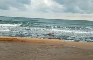 Kayalıklardan denize düşen karaca için seferber...